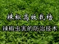 辣椒高效栽培技术视频