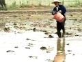科学种水稻