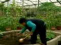 观赏南瓜无土栽培技术