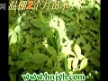 金银花种植