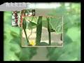 无土栽培技术