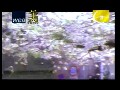 浪漫樱花舞蹈视频