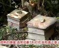 踏雪无痕闽北深山中华蜜蜂养殖记录