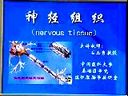 组织与胚胎学教学视频