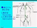 循环系统的基础知识