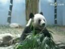 中国国宝熊猫生活纪实教学视频