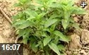 中草药科学栽培技术大全教学视频