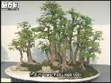 盆景艺术制作及栽培技巧教学视频