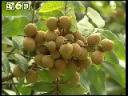 现代果园果树种植栽培技术教学视频