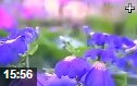花卉栽培种植技术大全教学视频