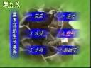 木耳优质栽培技术视频教程