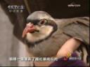 珍惜物种家庭养殖技术教学视频