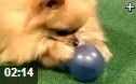 世界名犬百科教学视频