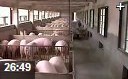 现代发酵床养猪实用技术教学视频