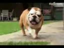 斗牛犬宠物饲养计划教学视频