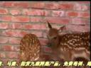 梅花鹿动物饲养技术教学视频