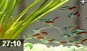 淡水鱼家庭养殖方法教学视频