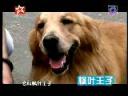怎样喂养宠物狗教学视频