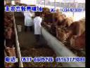 农场肉牛高产养殖技术教学视频