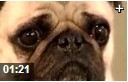 世界名犬百科大全一览视频教程