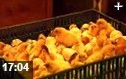 家禽养殖养鸡技术教学视频
