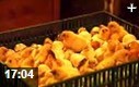 专业家禽养殖技术教学视频