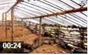 深山养猪饲养技术教学视频