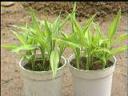 热带雨林花卉种植技术教学视频
