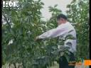柿子树移栽修剪技巧教学视频