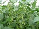 大豆科学高产种植技术教学视频