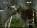 家有宠物猫咪饲养技巧教学视频