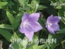 专业中草药材种植技术教学视频