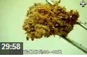 安全食用菌种植管理技术教学视频
