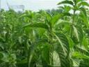 现代农作物种植技术教学视频