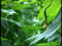 农作物现代科技种植技术教学视频