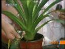 盆栽花卉种植技术教学视频