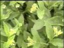 高产牧草现代种植技术教学视频