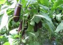 茄子科学种植霞帔技术教学视频
