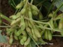 农业大豆高产种植技术教学视频