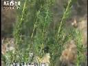 红豆杉种植基础知识教学视频