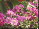 盆栽花卉种植管理教学视频