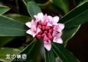 金边瑞香花卉种植技术教学视频