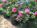 花卉园艺工种植技术教学视频