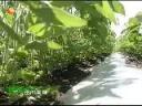 大豆高产科学种植技术教学视频