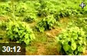现代高产中草药种植管理方法教学视频