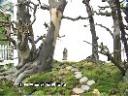 中国盆景园艺种植技术教学视频