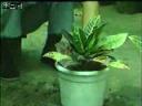 植物种植生长环境管理技术教学视频