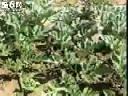 西瓜优质高产种植栽培技术教学视频