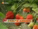 草莓大棚种植管理技术教学视频