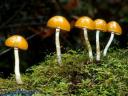 安全食用菌种植技术教学视频